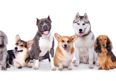 Group of Dogs, All Ages, All Breed, All Need Dog Training